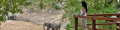 00 Banner Hamiltons Tented Camp Mluwati Concession Kruger National Park