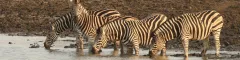 20 funniest guest questions on safari zebra at a waterhole kruger national park