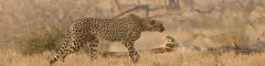 00 Banner Cheetah Kruger Safaris September 2021 Highlights