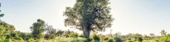 00 Banner Group on a guided walk through the bush with baobabs and giraffes