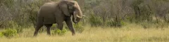 Banner Kruger Safaris April 2022 Highlights 2