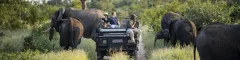 People on game drive in klaserie what you need to know about malaria on safari