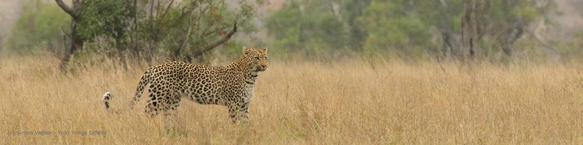 5 Day Best Of Kruger Safari