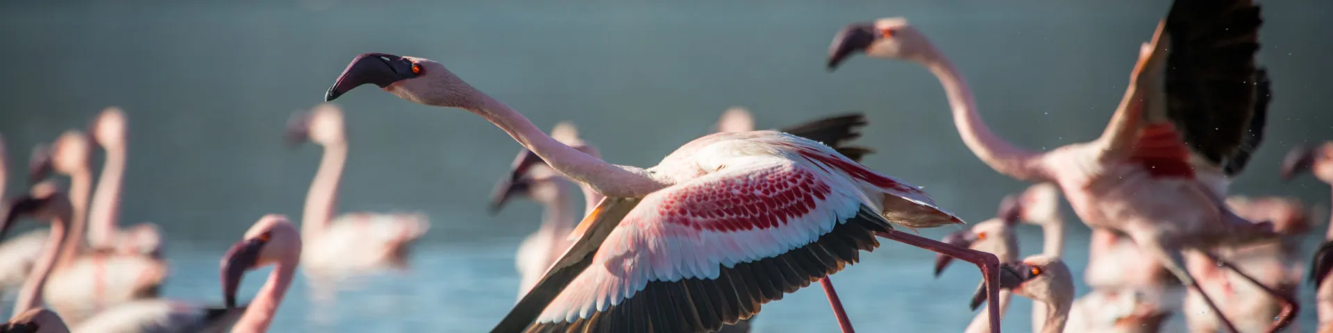 Tours and Safaris to Lake Nakuru and Naivasha Kenya Flamingo