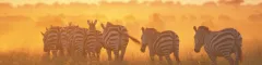 Tours and Safaris to Tanzania Zebras at Dawn in West Kilimanjaro